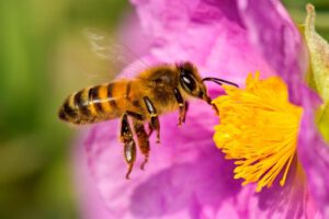 Abejas identifican Covid-19