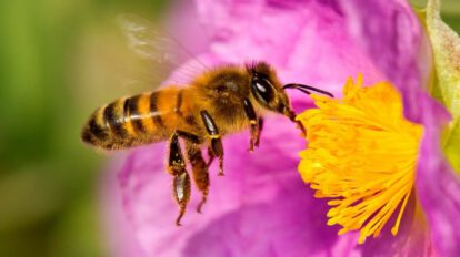 Abejas identifican Covid-19