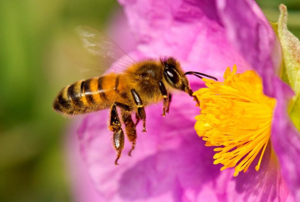 Abejas identifican Covid-19