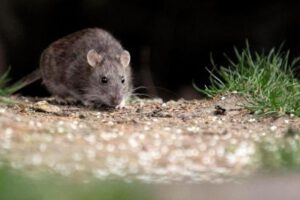 Mujer de 23 años fallece a causa del hantavirus en Bermejo