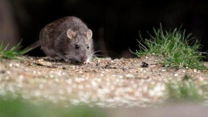Mujer de 23 años fallece a causa del hantavirus en Bermejo