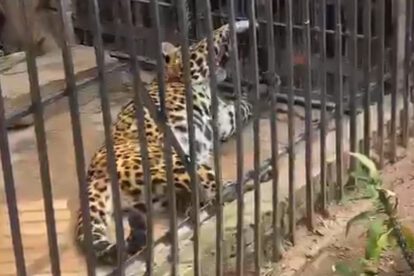 Muerte de jaguar en zoológico
