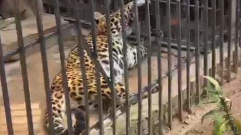 Muerte de jaguar en zoológico
