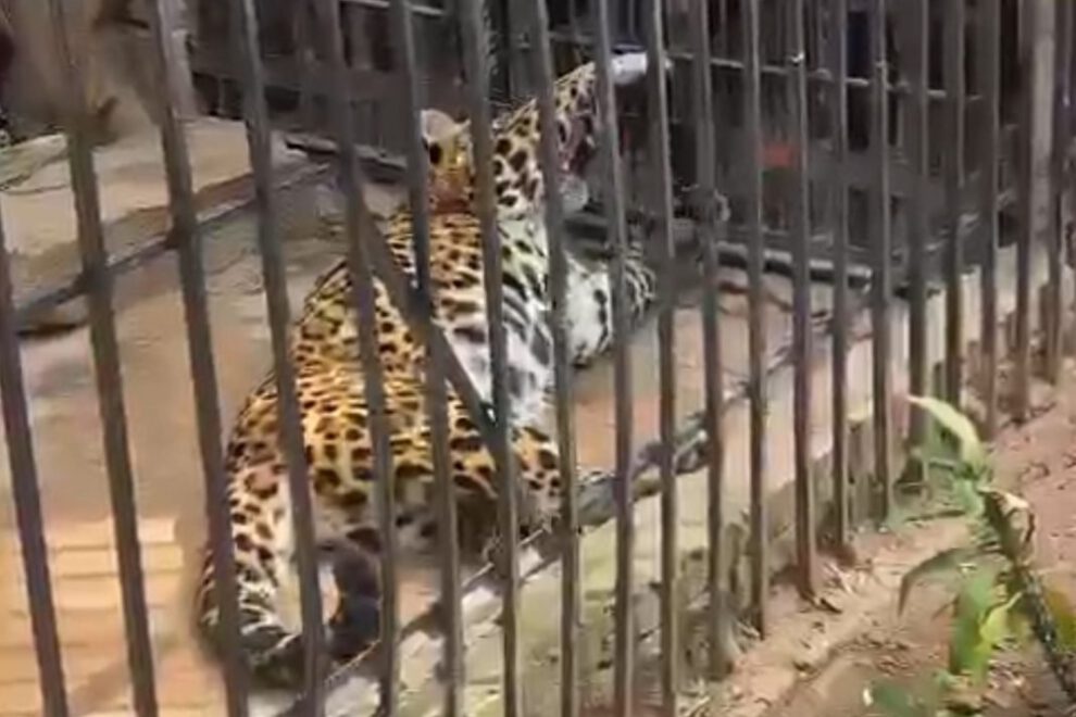 Muerte de jaguar en zoológico