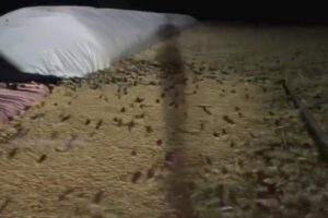 Plaga de ratones en Australia
