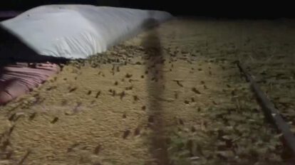Plaga de ratones en Australia