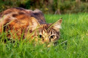 Gatos trabajando para combatir la plaga de ratones en Chicago