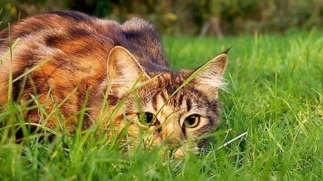 Gatos trabajando para combatir la plaga de ratones en Chicago