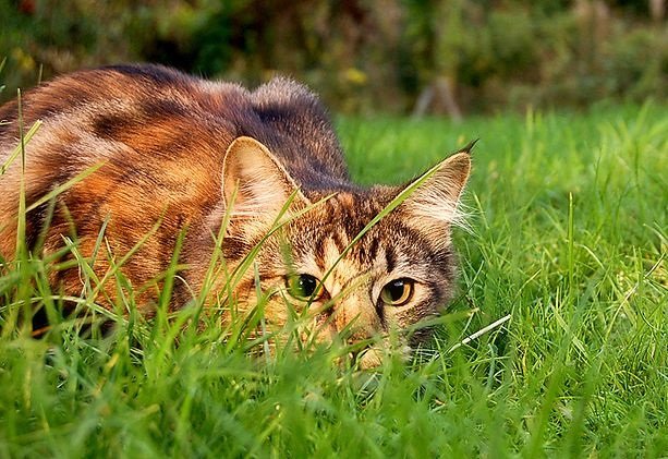 Gatos trabajando para combatir la plaga de ratones en Chicago