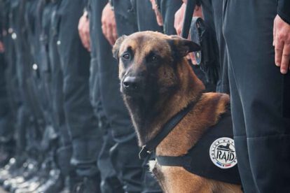 Olfato canino Covid-19