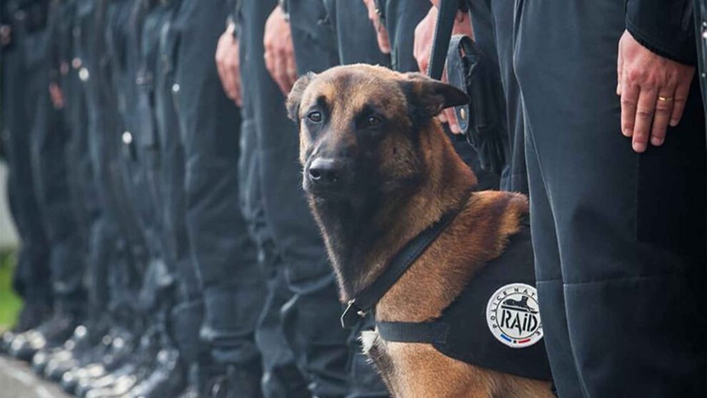 Olfato canino Covid-19