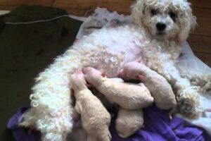Mordedura de perro a niña en Oruro