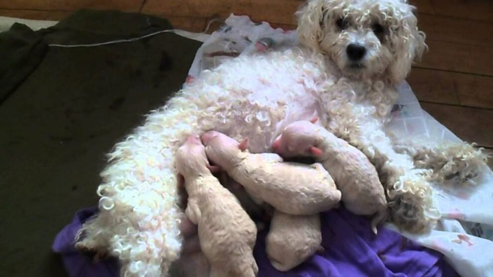Mordedura de perro a niña en Oruro
