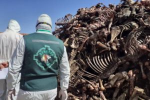 Clausura de mataderos clandestinos de faeneo de carne equina