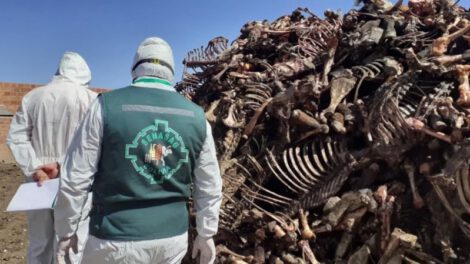 Clausura de mataderos clandestinos de faeneo de carne equina
