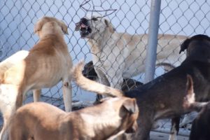 Ataque de perros en El Alto