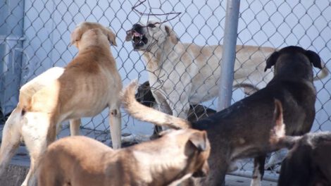 Ataque de perros en El Alto