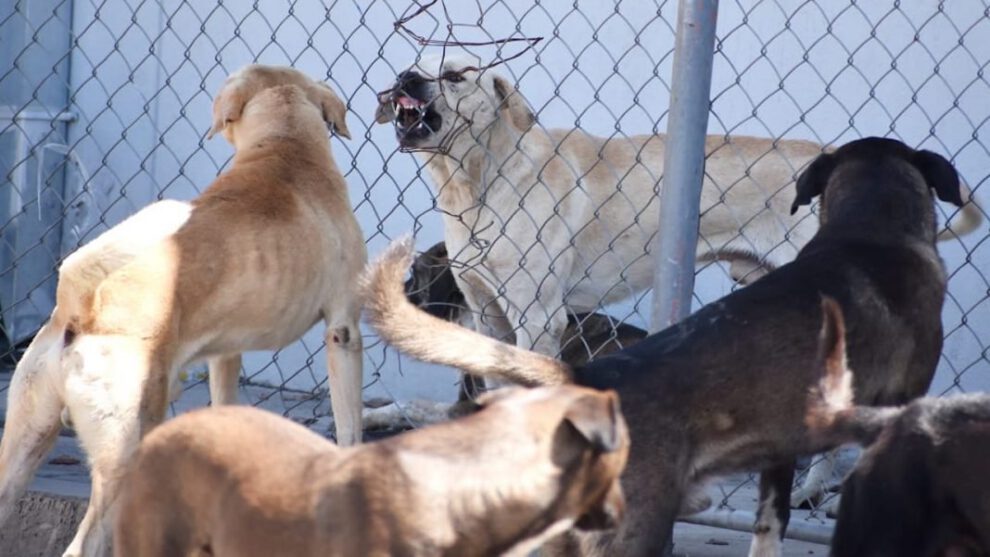 Ataque de perros en El Alto