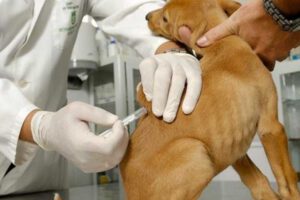 Vacuna para mascotas contra el Covid-19 en Rusia