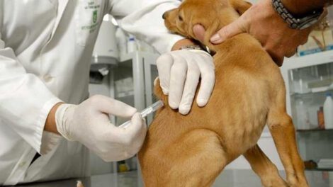 Vacuna para mascotas contra el Covid-19 en Rusia