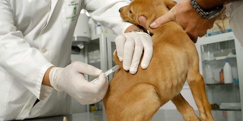Vacuna para mascotas contra el Covid-19 en Rusia