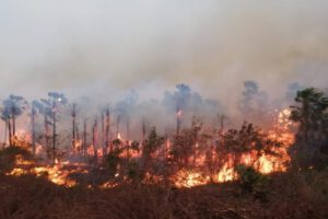 Prevención incendios forestales en Bolivia