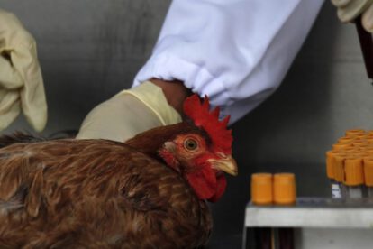 Detectan en China el primer caso de gripe aviar H10N3 en humanos
