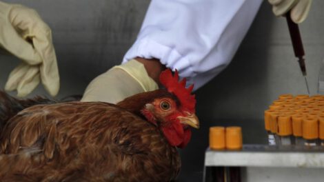 Detectan en China el primer caso de gripe aviar H10N3 en humanos