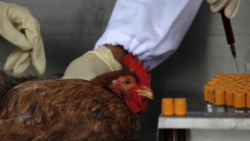Detectan en China el primer caso de gripe aviar H10N3 en humanos