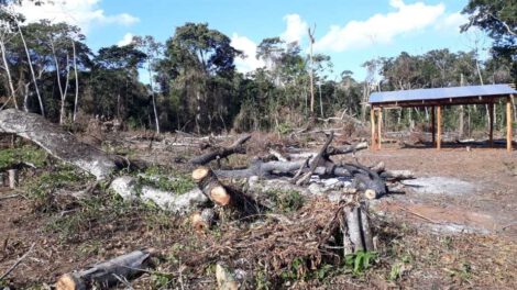 Avasallamiento de tierras en la reserva forestal Bajo Paraguá