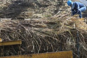 Cloruro de potasio para mejorar la producción agrícola