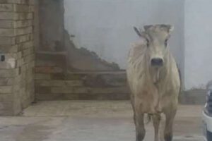 Vacas en Santa Cruz causando caos en la ciudad