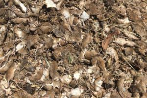 Plaga de ratones en Australia