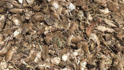 Plaga de ratones en Australia