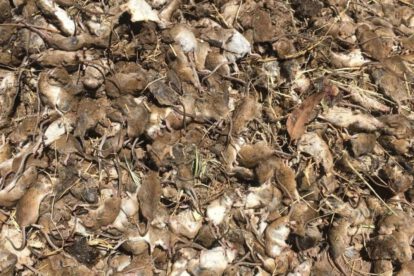 Plaga de ratones en Australia
