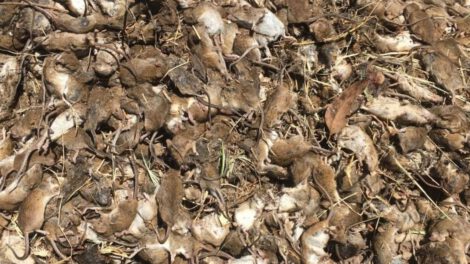Plaga de ratones en Australia