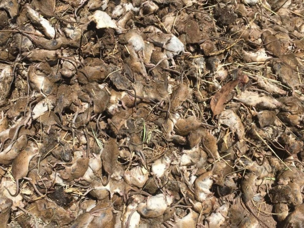 Plaga de ratones en Australia