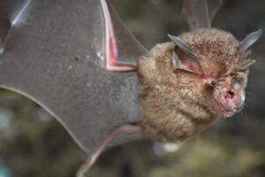 Nuevos coronavirus en murciélagos