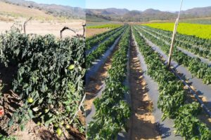 Pérdidas agrícolas en Santa Cruz tras la helada