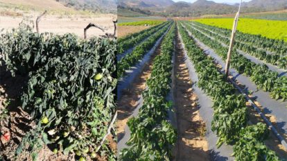 Pérdidas agrícolas en Santa Cruz tras la helada