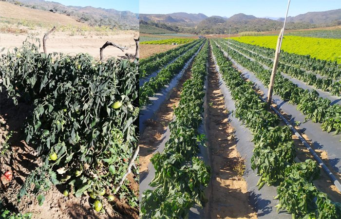 Pérdidas agrícolas en Santa Cruz tras la helada