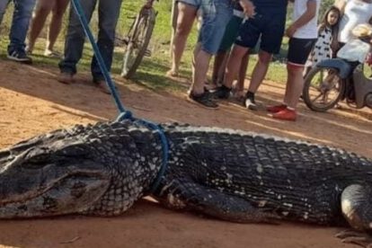 Muerte del caimán negro en Magdalena