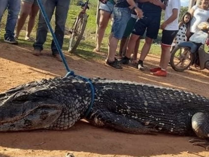 Muerte del caimán negro en Magdalena