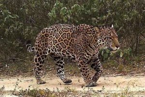Imagen referencial de ataques de jaguares en Santa Cruz