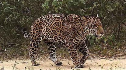 Imagen referencial de ataques de jaguares en Santa Cruz