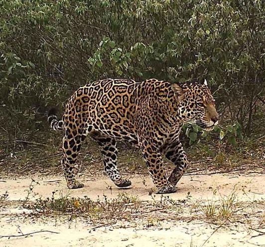 Imagen referencial de ataques de jaguares en Santa Cruz