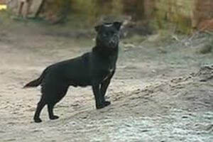 Perro salva a niña de un secuestro en Yacuiba