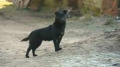 Perro salva a niña de un secuestro en Yacuiba