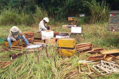 Muerte masiva de abejas por pesticidas en Santa Cruz