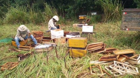 Muerte masiva de abejas por pesticidas en Santa Cruz